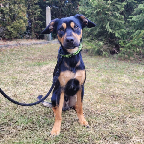 BEN