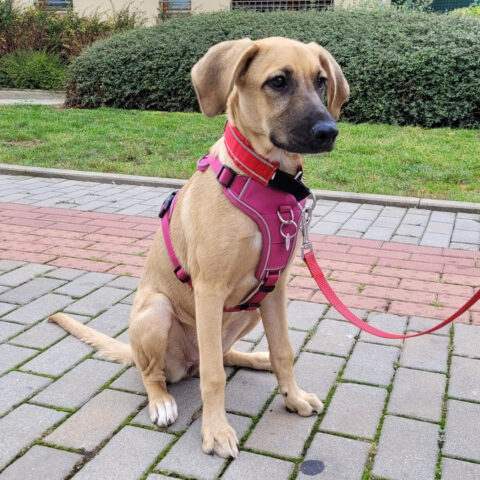 BIBI