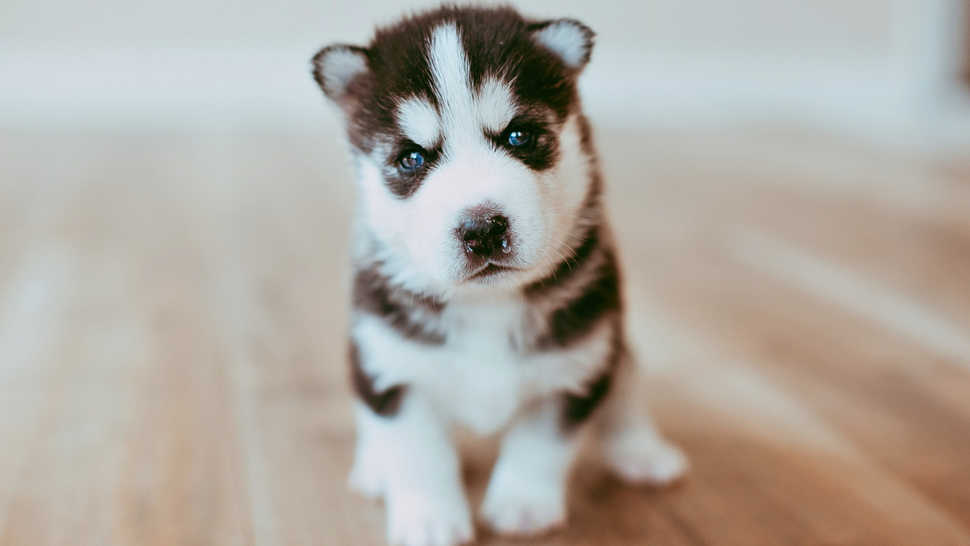 BLOG Štěně má míň než 6 týdnů