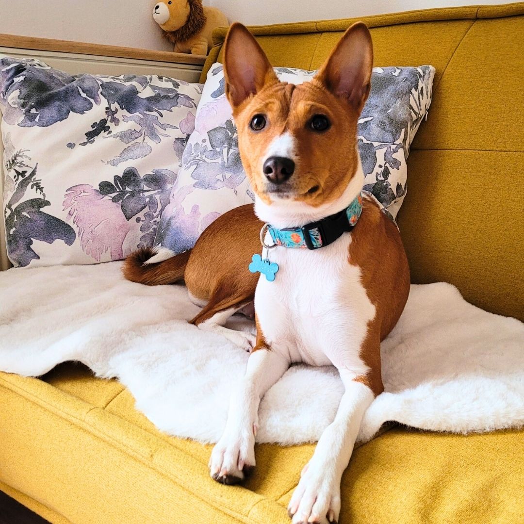 CITI hlídání (basenji)