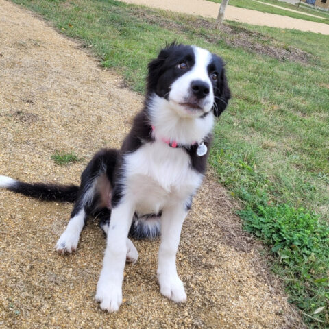 DAISY