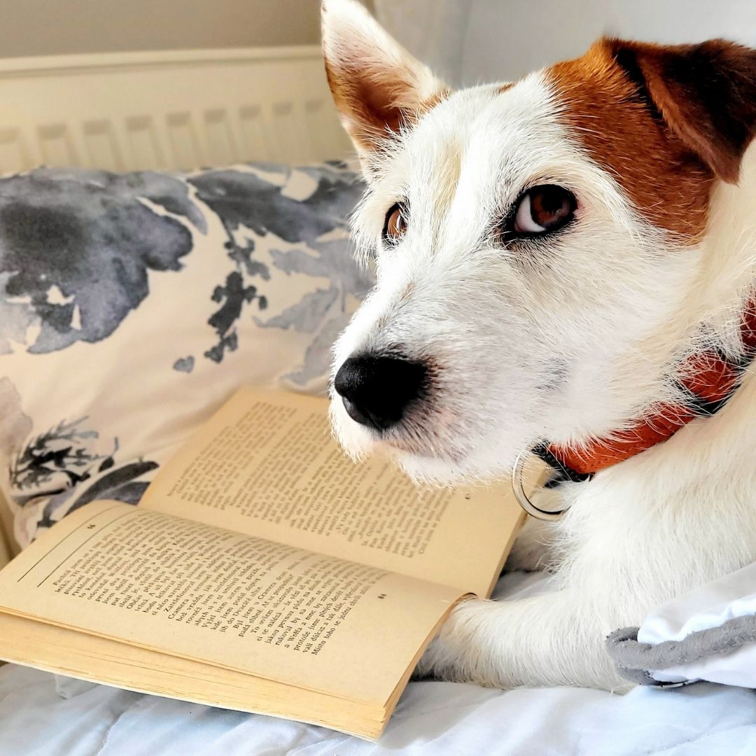 FELINKA hlídání (jack russell teriér)