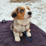 FINN corgi (kurz 2024)