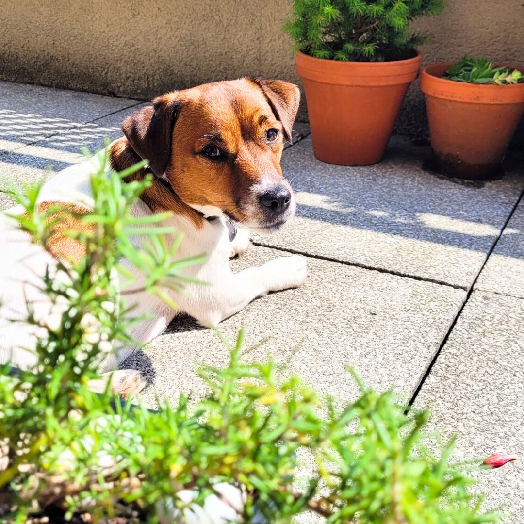GINA hlídání (jack russell teriér)