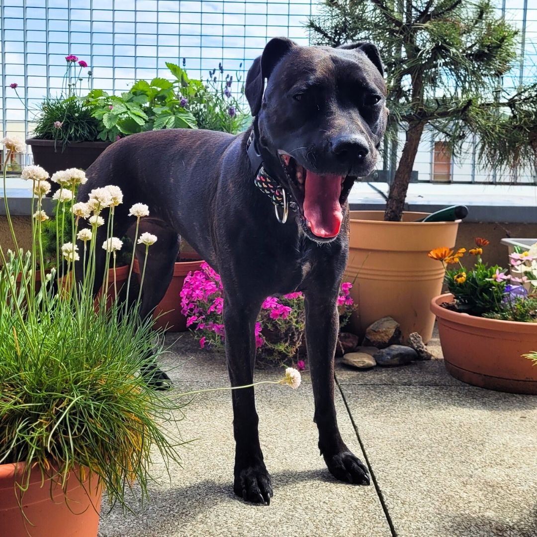 LOLA hlídání (pittbullka)