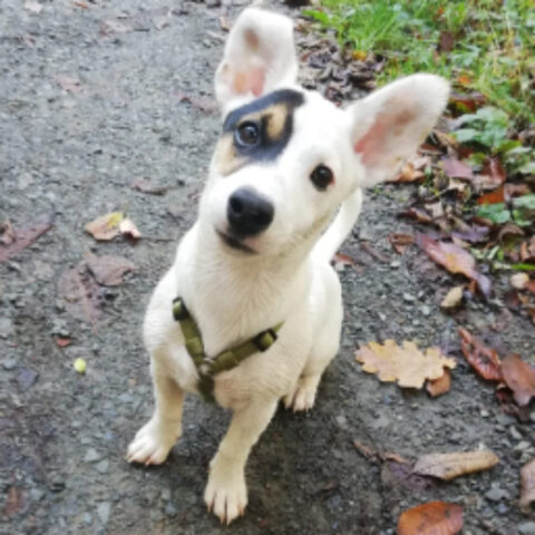 MAX.