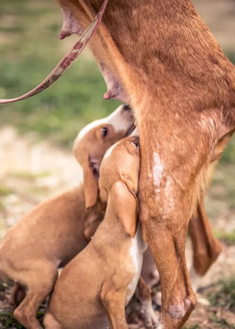 Matka se stenaty mnozirny 731x1024