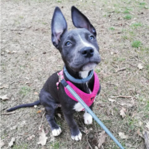 RAMONA