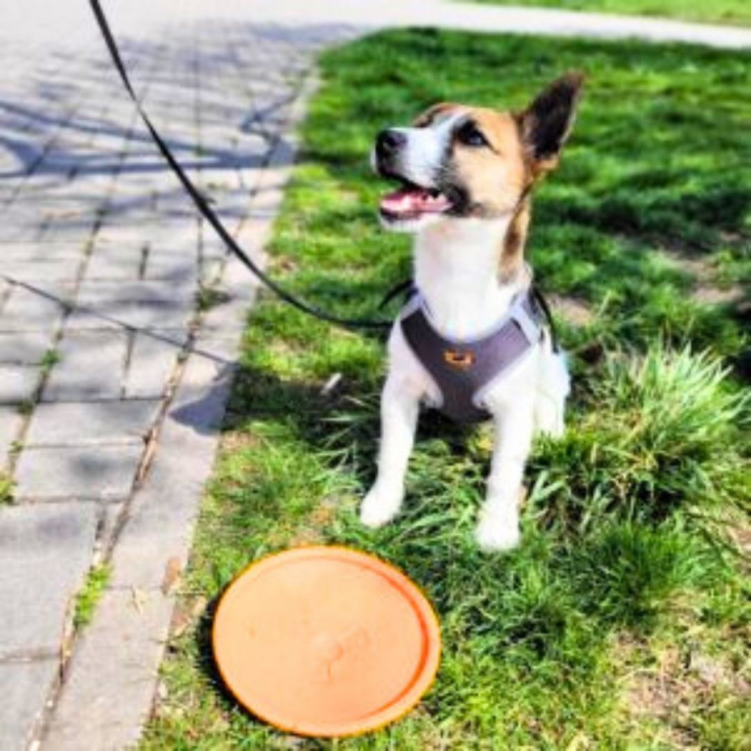 RÓZA hlídání (jack russell teriér)